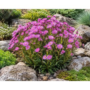 Astra krovitá (Aster dumosus) ‘PETER HARRISON’ - kont. C1,5L